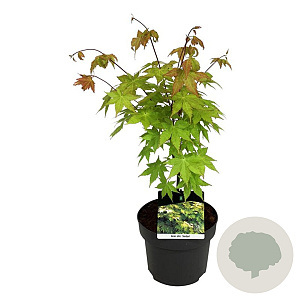 Acer shirasawanum 'Jordan' 50-60 cm 4,5L