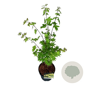 Acer shirasawanum 'Jordan' 40-50 cm P21