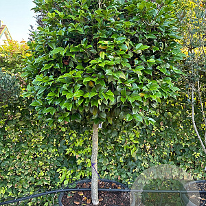 Camellia japonica 12-14 HA container 80-100 100 cm stam