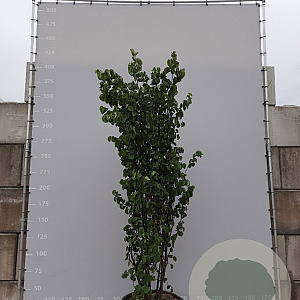 Cercis siliquastrum 300-350 cm draadkluit meerstammig