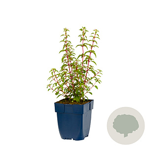 Fuchsia 'Riccartonii' GM  P11