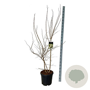 Heptacodium miconioides 150-175 cm 30L extra