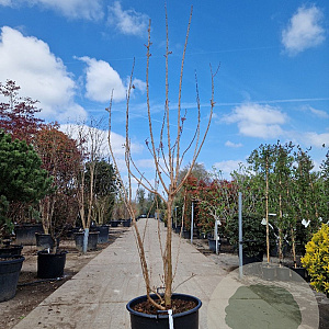 Koelreuteria paniculata 250-300 cm container meerstammig