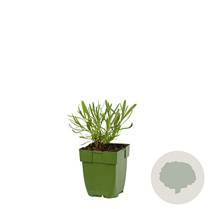 Lavandula angustifolia GM  P11