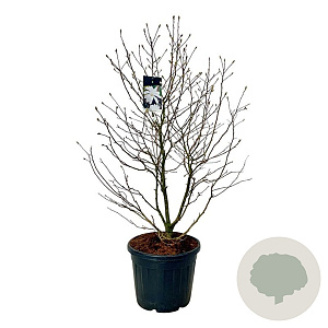 Magnolia stellata 125-150 cm cont. 55L extra