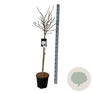 Magnolia stellata 90 cm stam 15L