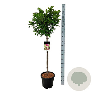 Magnolia 'Susan' 80 cm stam 15L