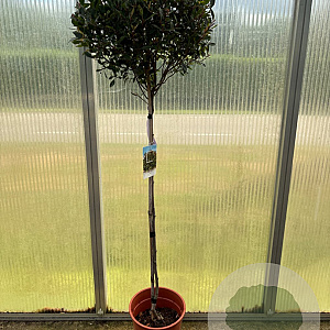 Photinia fraseri Chico 80HA 7L