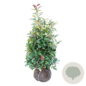 Photinia fraseri 'Red Robin' 100-125 cm met kluit extra