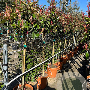 Photinia fraseri 'Red Robin' 80 cm stam 18L