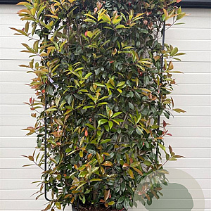 Photinia fraseri 'Red Robin' GM cont. 70L lage leivorm