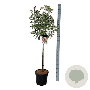 Photinia serratifolia Pink Crispy 80 cm stam 15L