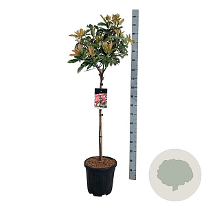 Photinia serratifolia Pink Crispy 80 cm stam 15L