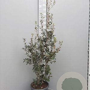 Quercus ilex 125-150 cm 25L