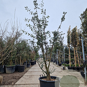 Quercus suber 200-250 cm cont. 110L MPS