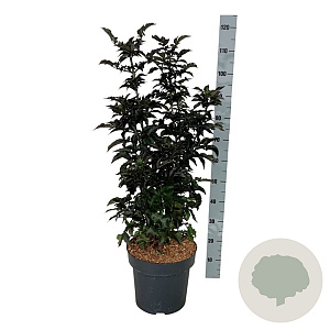 Sambucus nigra Black Tower 80-100 cm 15L