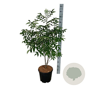 Tetradium daniellii 100-125 cm 15L