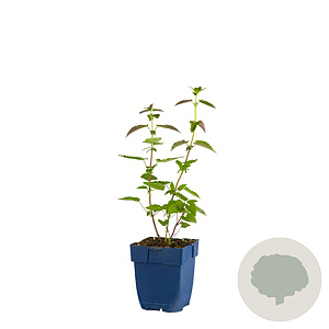 Agastache 'Black Adder' GM  P11