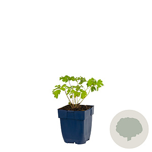 Aquilegia alpina GM  P11