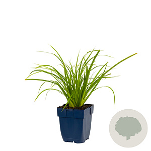 Carex morrowii GM  P11