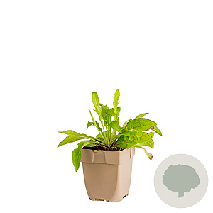 Centaurea jacea GM  P11