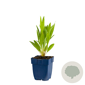 Echinacea pallida GM  P11