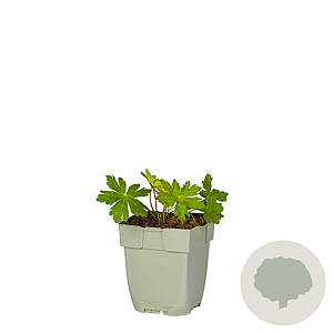 Geranium 'Anne Thomson' GM  P11