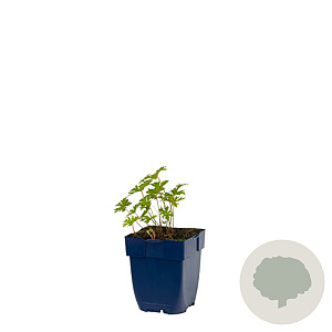 Geranium himalayense 'Baby Blue' GM  P11