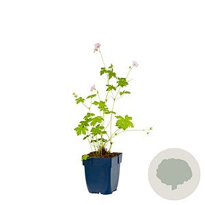 Geranium versicolor GM  P11