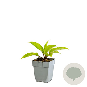 Hosta 'Purple Heart' GM  P11