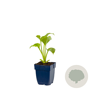 Hosta 'Royal Standard' GM  P11