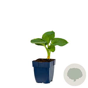 Hosta sieb. 'Elegans' GM  P11