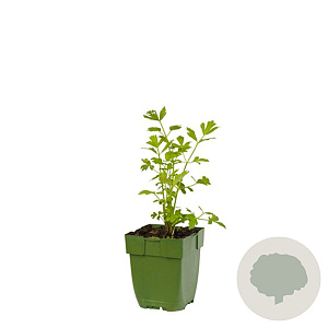 Levisticum officinale GM  P11