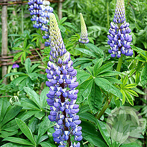 Lupinus 'The Governor' GM  P11