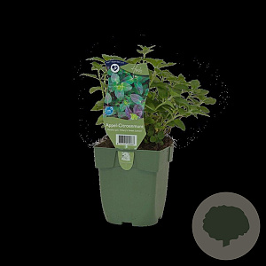 Mentha 'Hillary's Sweet Lemon' GM  P11