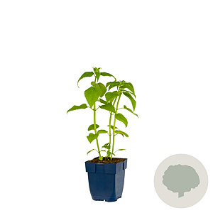 Monarda 'Cambridge Scarlet' GM  P11