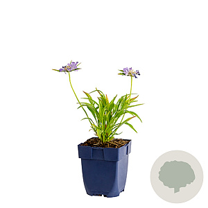 Scabiosa caucasica GM  P11