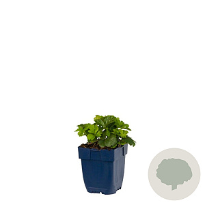 Waldsteinia ternata GM  P11