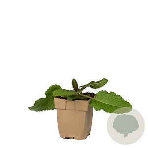 Salvia pratensis GM  P11