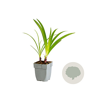 Agapanthus 'Enigma' GM  P11