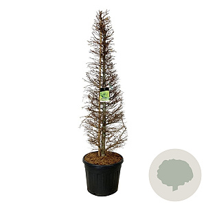 Larix kaempferi 175-200 cm cont. 90L