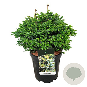 Picea omorika 'Nana' 40-50 cm 15L