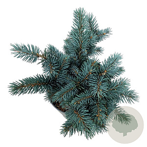 Picea pungens 'Karpaten' 20-25 cm