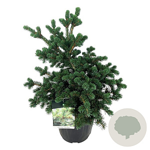 Picea pungens 'Lucky Strike' 50-60 cm 15L