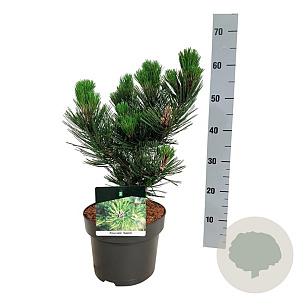 Pinus heldreichii 'Satellit' 25-30 cm
