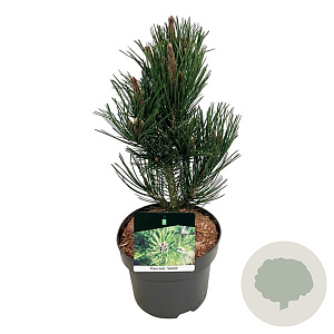 Pinus heldreichii 'Satellit' 30-40 cm 4,5L