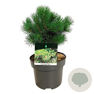 Pinus mugo 'Gnom' 20-25 cm