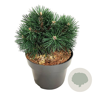 Pinus mugo 'Green Pearl' 20-25 cm