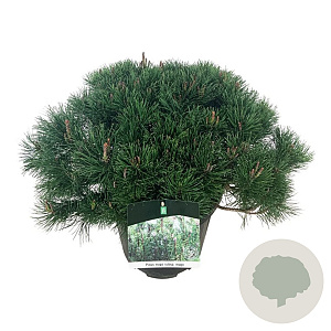 Pinus mugo mugo 50-60 cm 15L