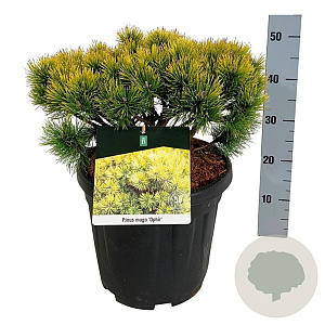 Pinus mugo 'Ophir' 30-40 cm 15L